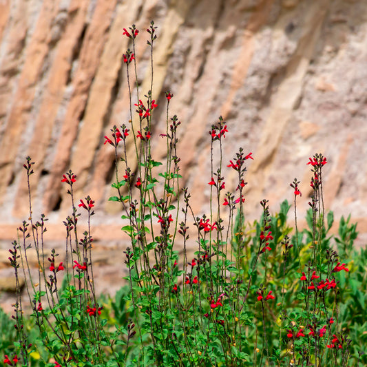 Salbei Reve Rouge - Bakker