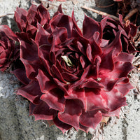 Sempervivum Chick Charms® Chocolate Kiss - Sempervivum Chick Charms ® Chocolate Kiss - Sempervivum - Hauswurz