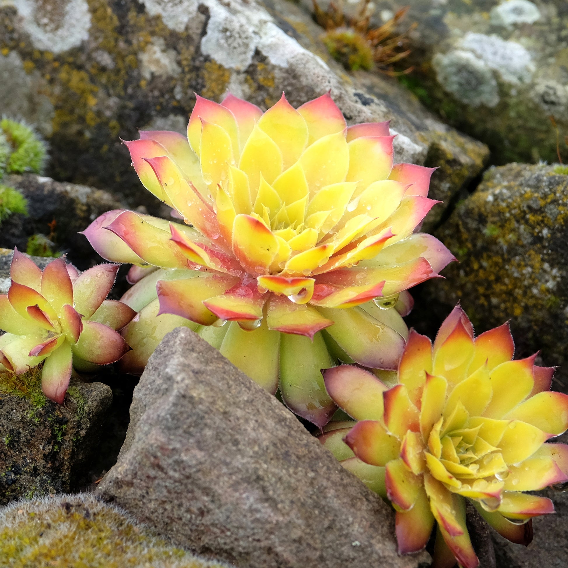 Sempervivum Chick Charms ® Gold Nugget - Bakker