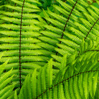 Nepal-Schwarzschuppenfarn - Bakker