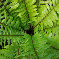 Nepal-Schwarzschuppenfarn - Dryopteris wallichiana - Bakker