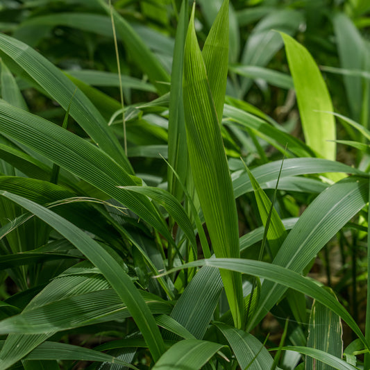 Palmen-Gras - Bakker