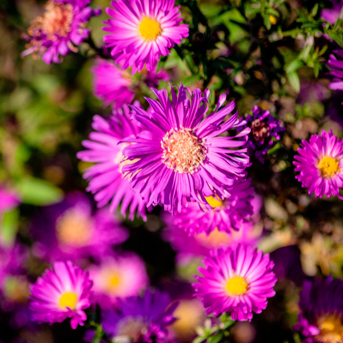 Garten-Kissen-Aster Anneke - Bakker