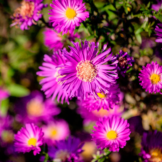 Garten-Kissen-Aster Anneke - Bakker