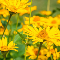 Arnica montana - Echte Arnika - Wildstauden  