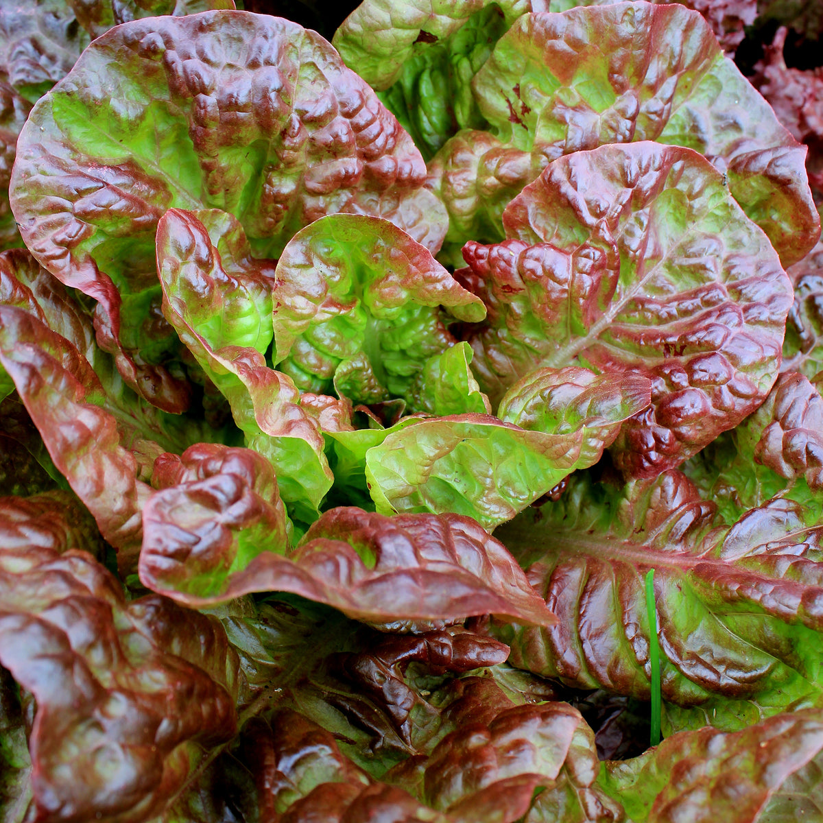Lactuca sativa capitata Bocado - Pflücksalat Bocado - Gemüsepflanzen