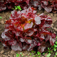 Pflücksalat Bocado - Lactuca sativa capitata Bocado - Bakker