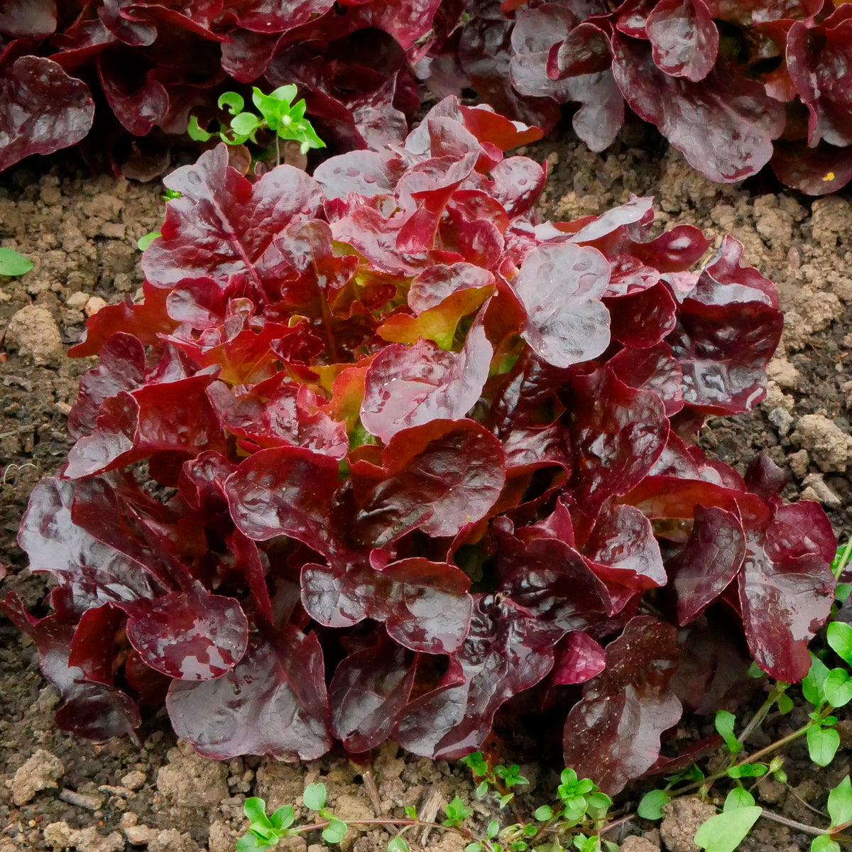 Pflücksalat Bocado - Lactuca sativa capitata Bocado - Bakker