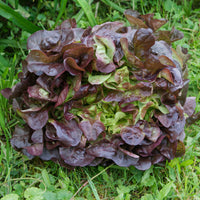 Pflücksalat Bocado - Bakker