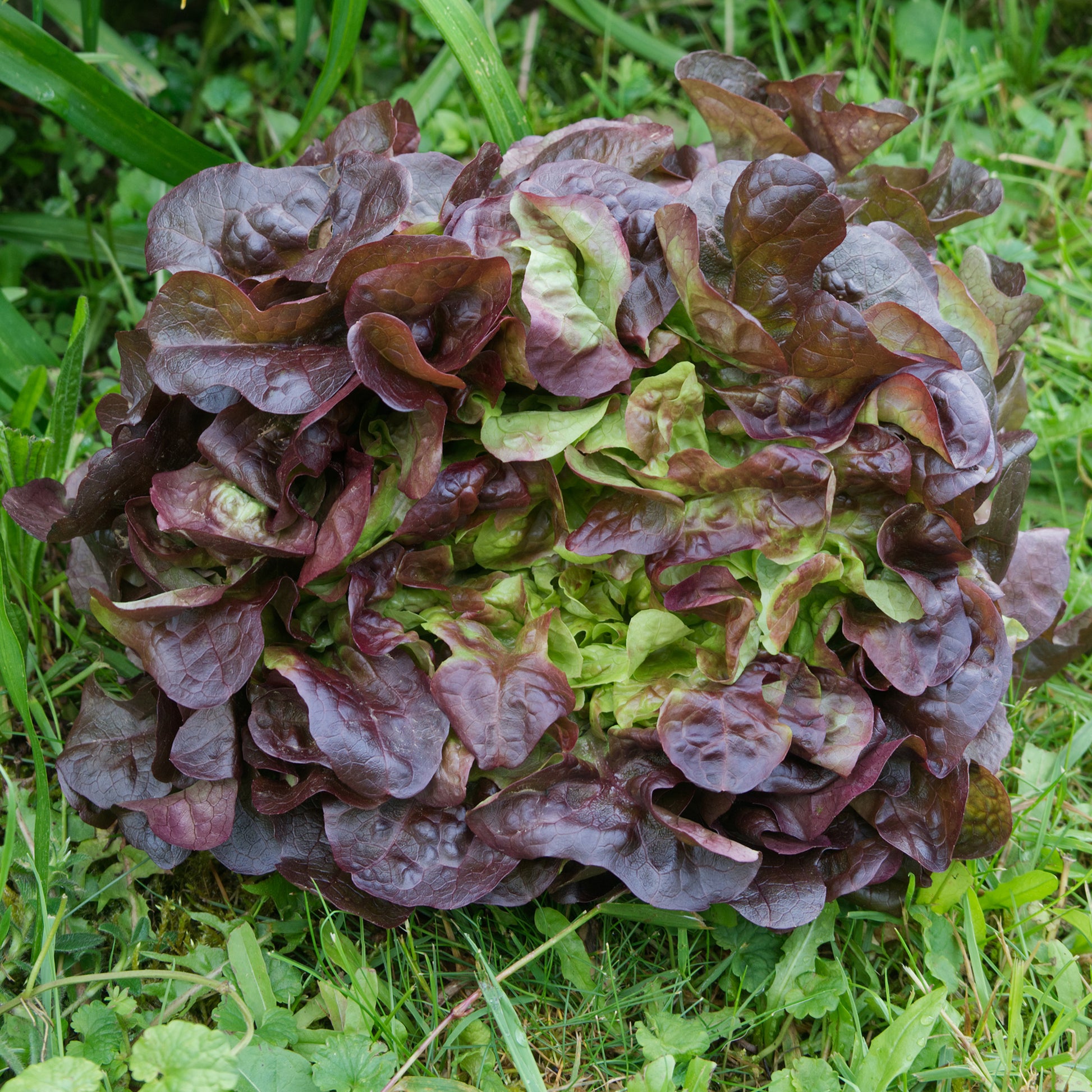 Pflücksalat Bocado - Bakker