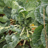 Rosenkohl  Bright F1 - Brassica oleracea gemmifera Bright F1 - Bakker