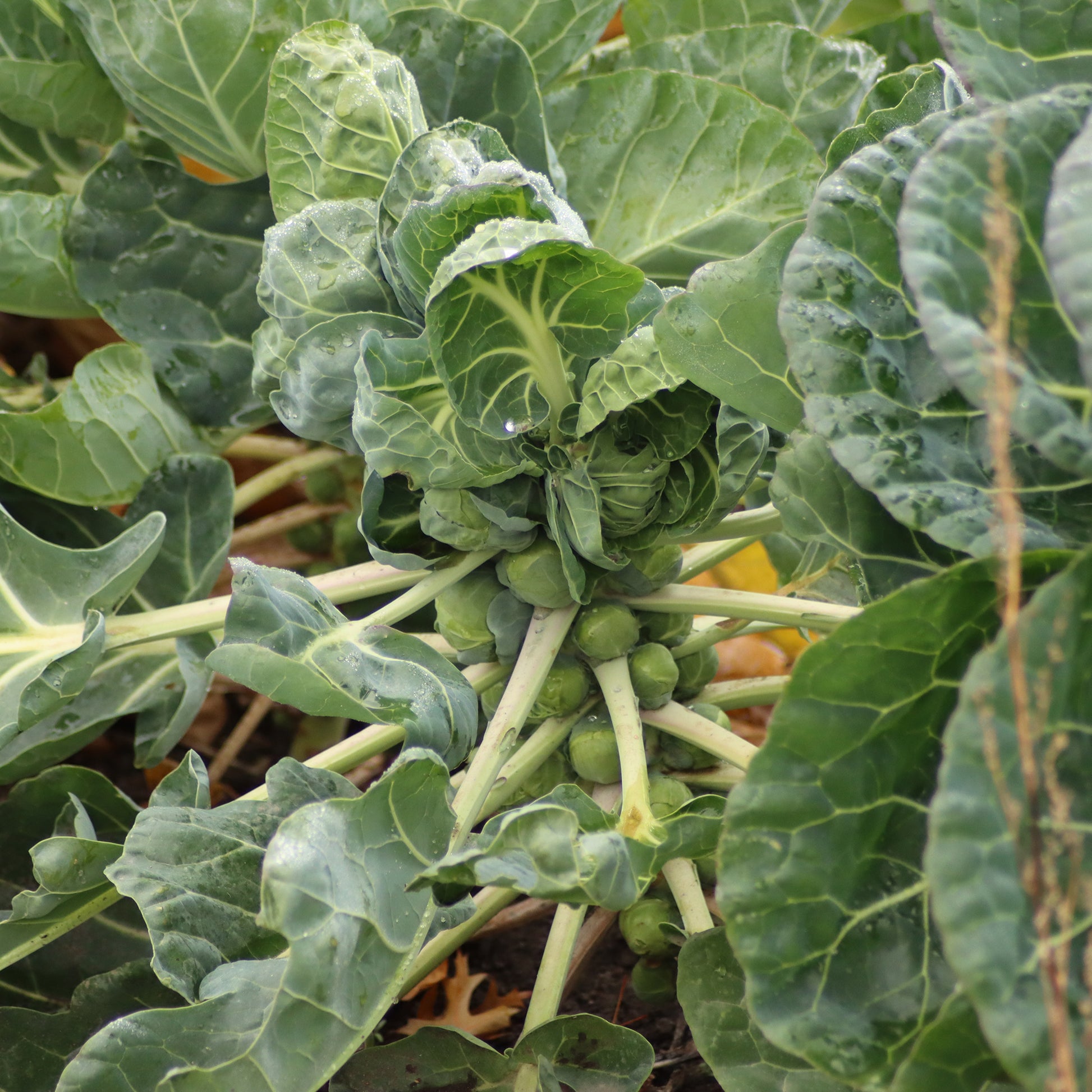 Rosenkohl  Bright F1 - Brassica oleracea gemmifera Bright F1 - Bakker