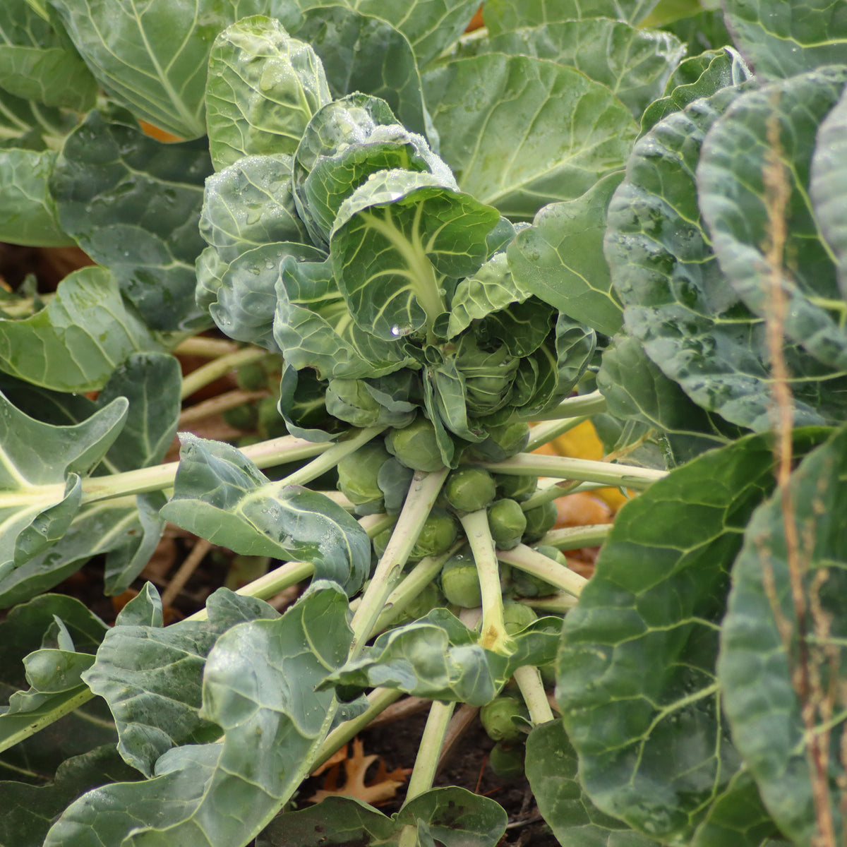 Rosenkohl  Bright F1 - Brassica oleracea gemmifera Bright F1 - Bakker