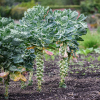 Rosenkohl  Bright F1 - Bakker