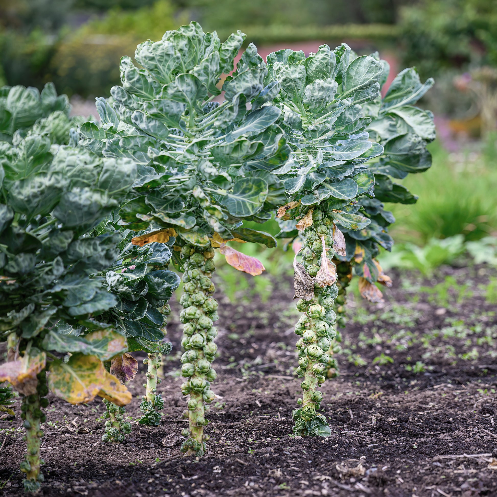 Rosenkohl  Bright F1 - Bakker