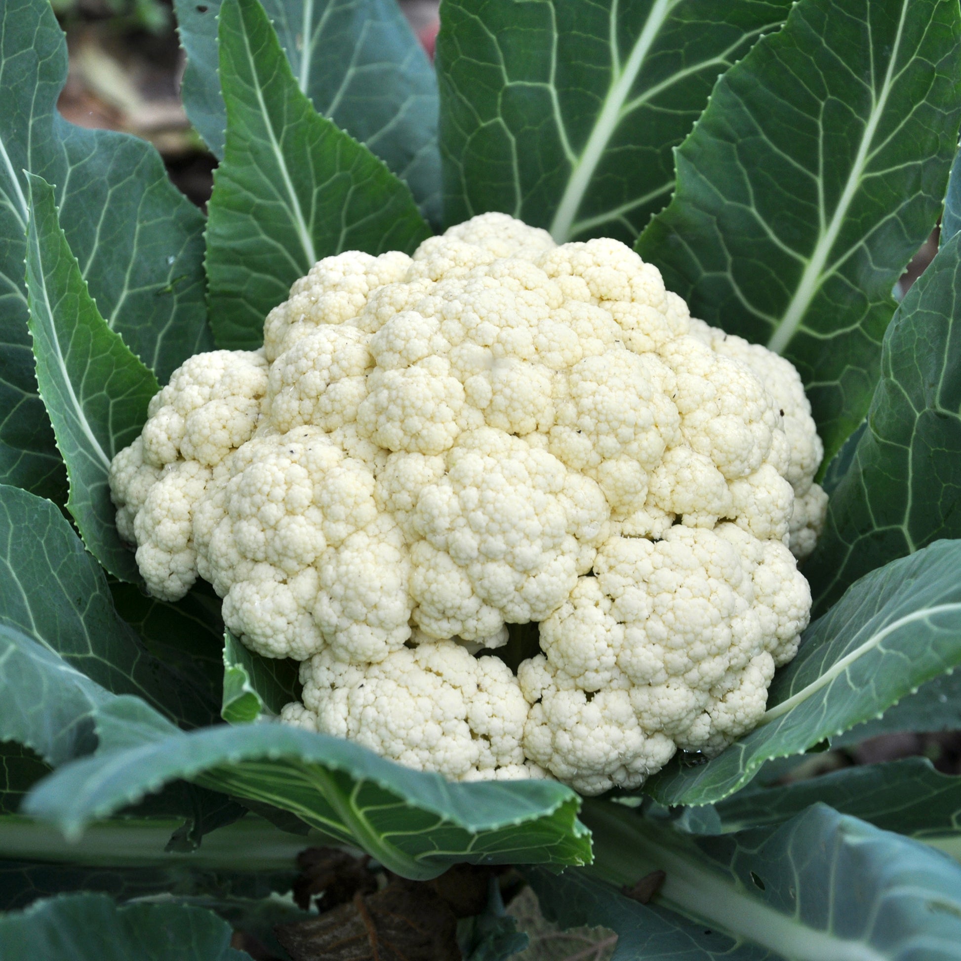 Blumenkohl Novia F1 - Bakker