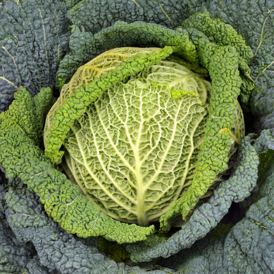 Wirsing Milan F1 - Bakker