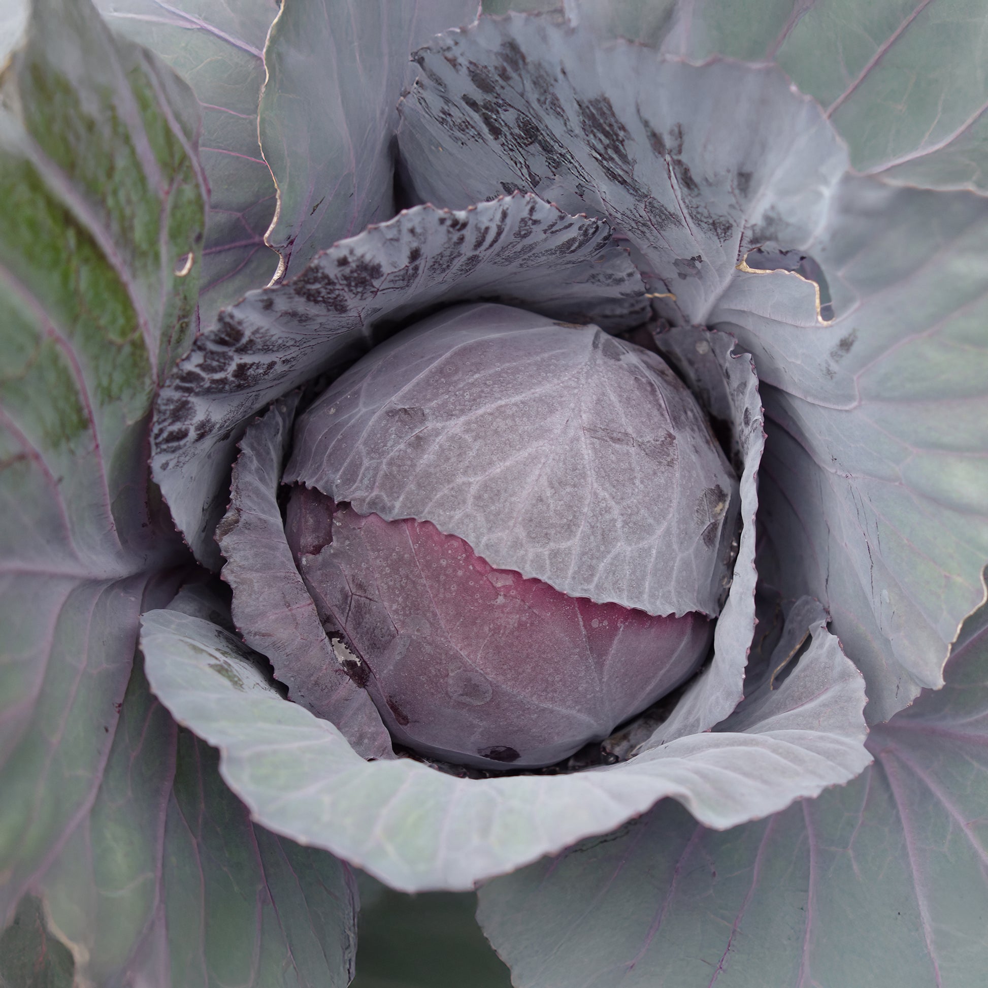 Rotkohl Fuego F1 - Brassica oleracea capitata Fuego F1 - Bakker