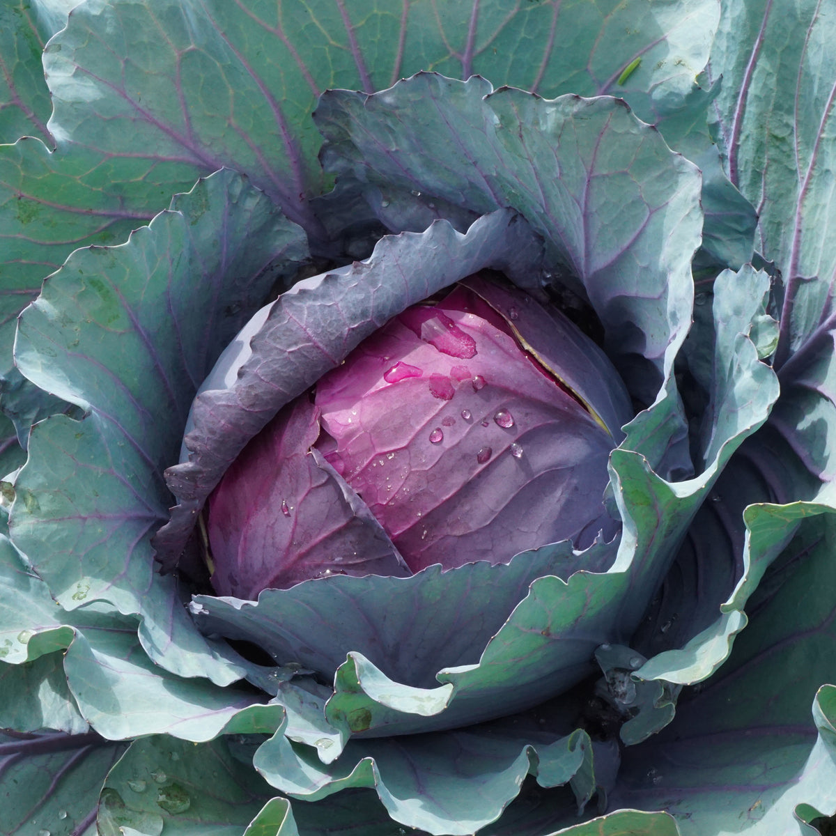 Rotkohl Fuego F1 - Bakker