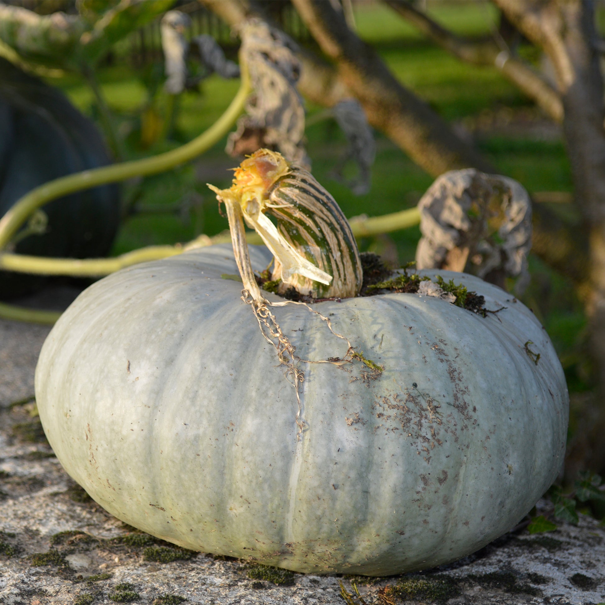 Kürbis Ungarische Blaue - Cucurbita maxima Bleu de Hongrie - Bakker