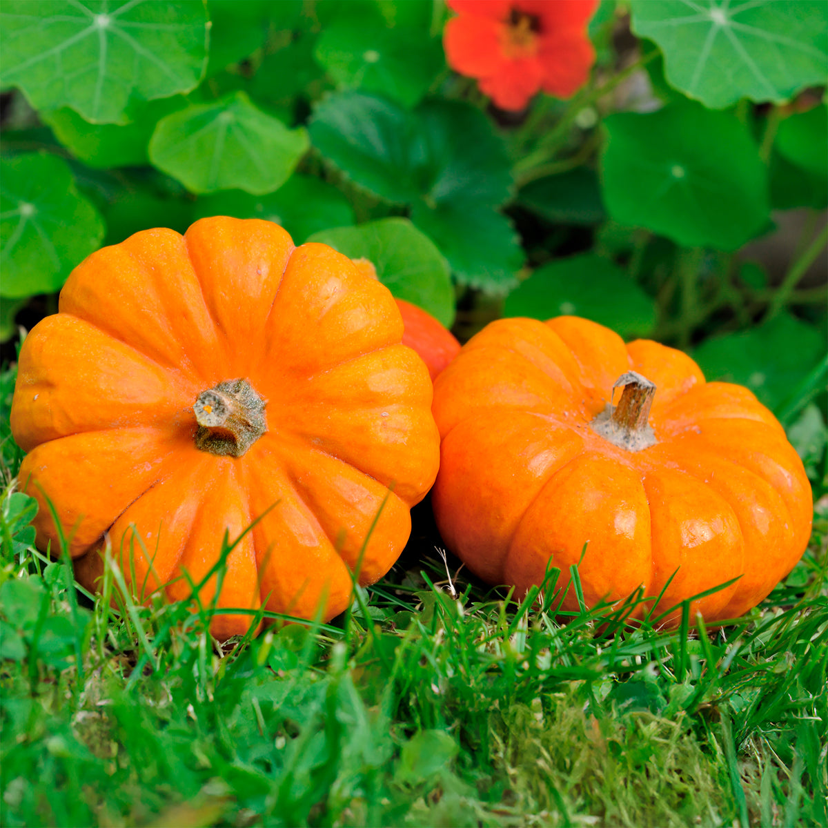 Samen für Kürbisse - Kürbis Jack Be Little - Cucurbita pepo Jack Be Little
