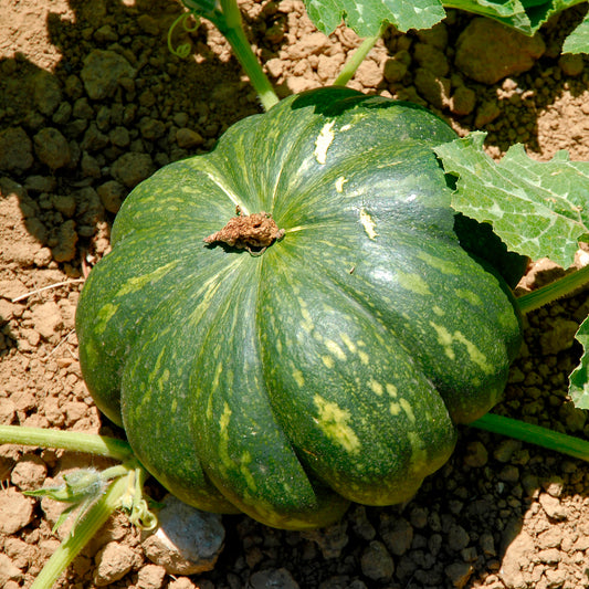 Muskatkürbis Musque de Provence - Bakker