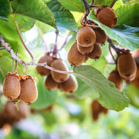 KIWI - Chinesischer Strahlengriffel Herma - Bakker