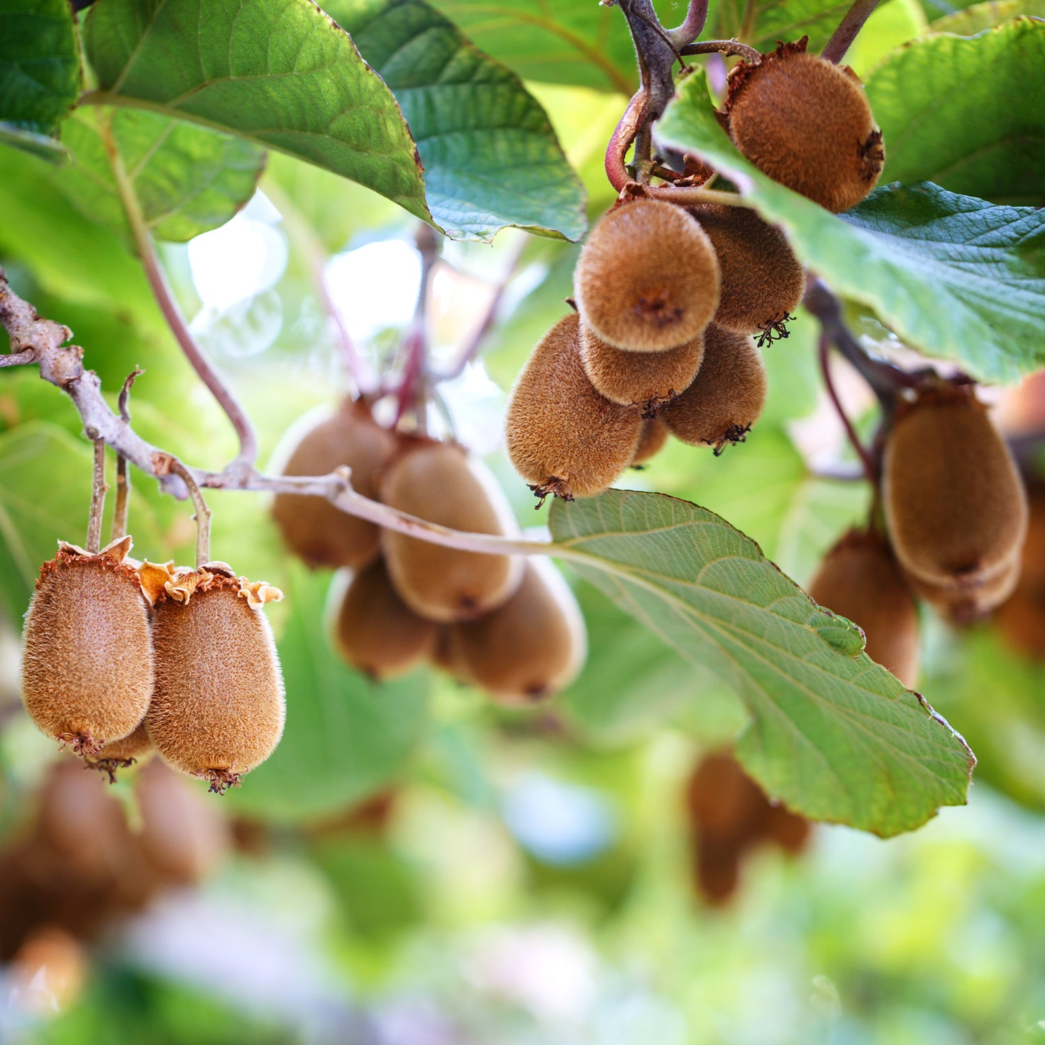 Actinidia chinensis - Chinesische Kiwi