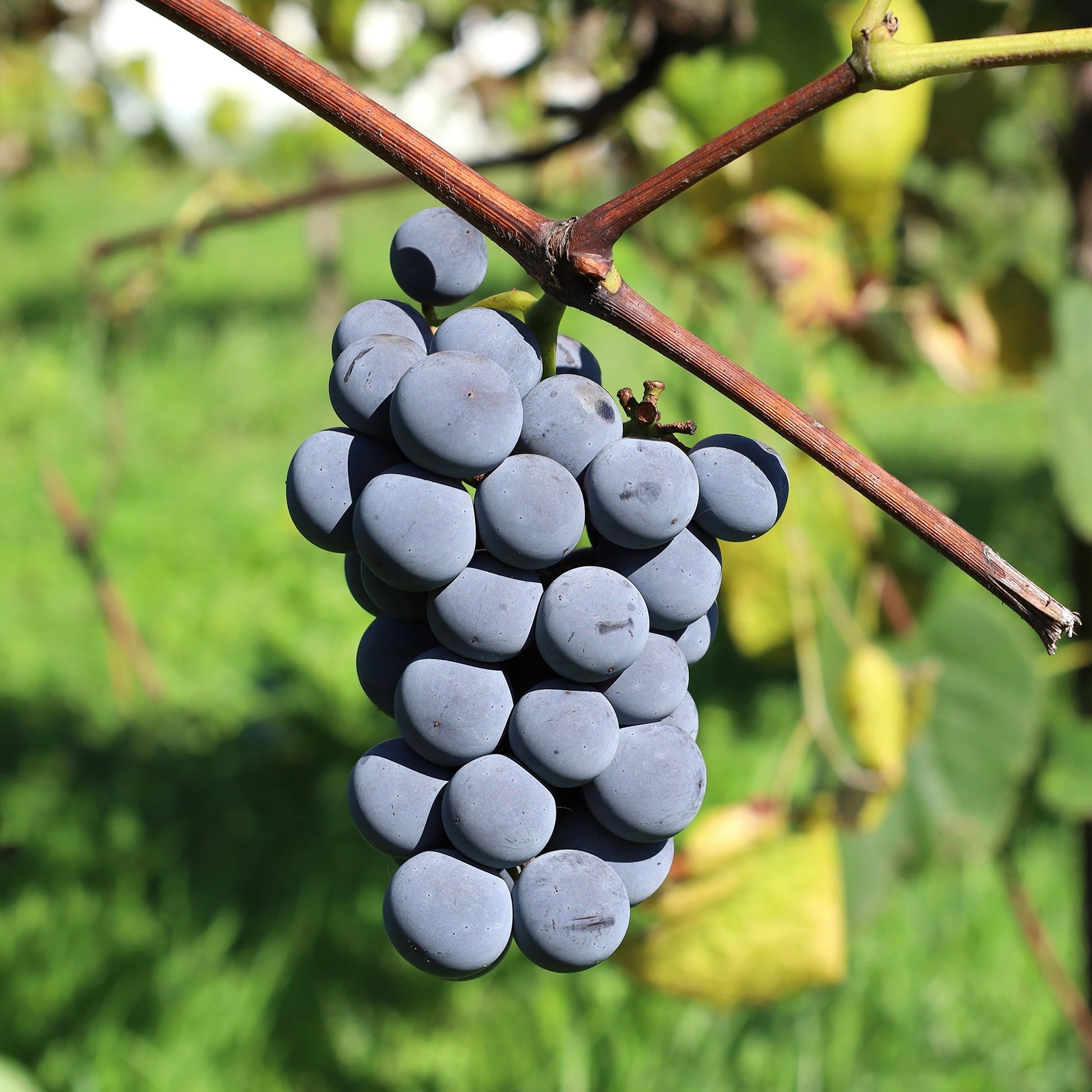 Erdbeertraube Isabella - Bakker