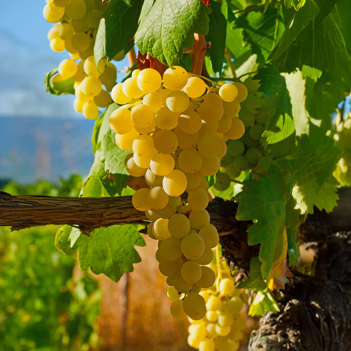 Erdbeertraube Noha - Vitis vinifera Noah - Bakker