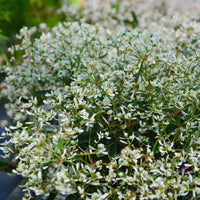 Zauberschnee Diamond Frost - Bakker