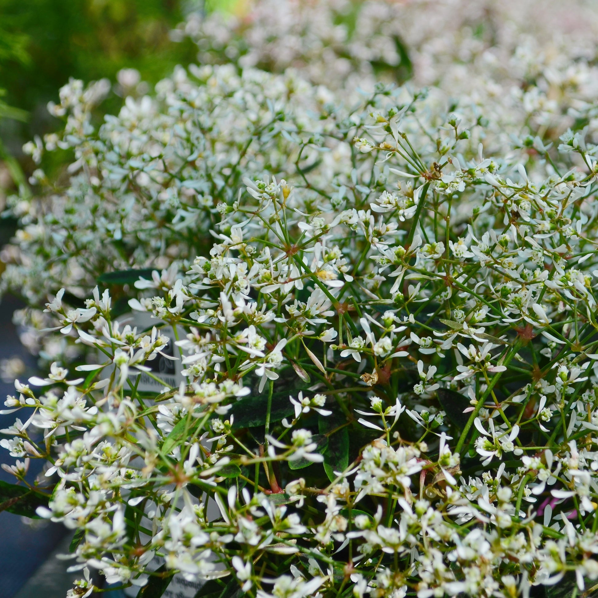 Zauberschnee Diamond Frost - Bakker