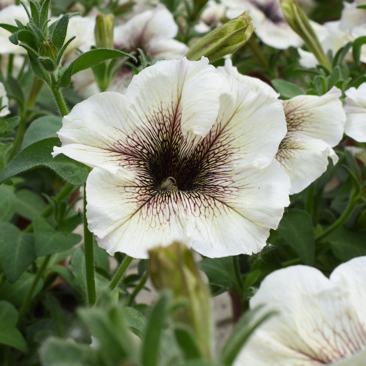 Garten-Petunie - Petunia - Bakker