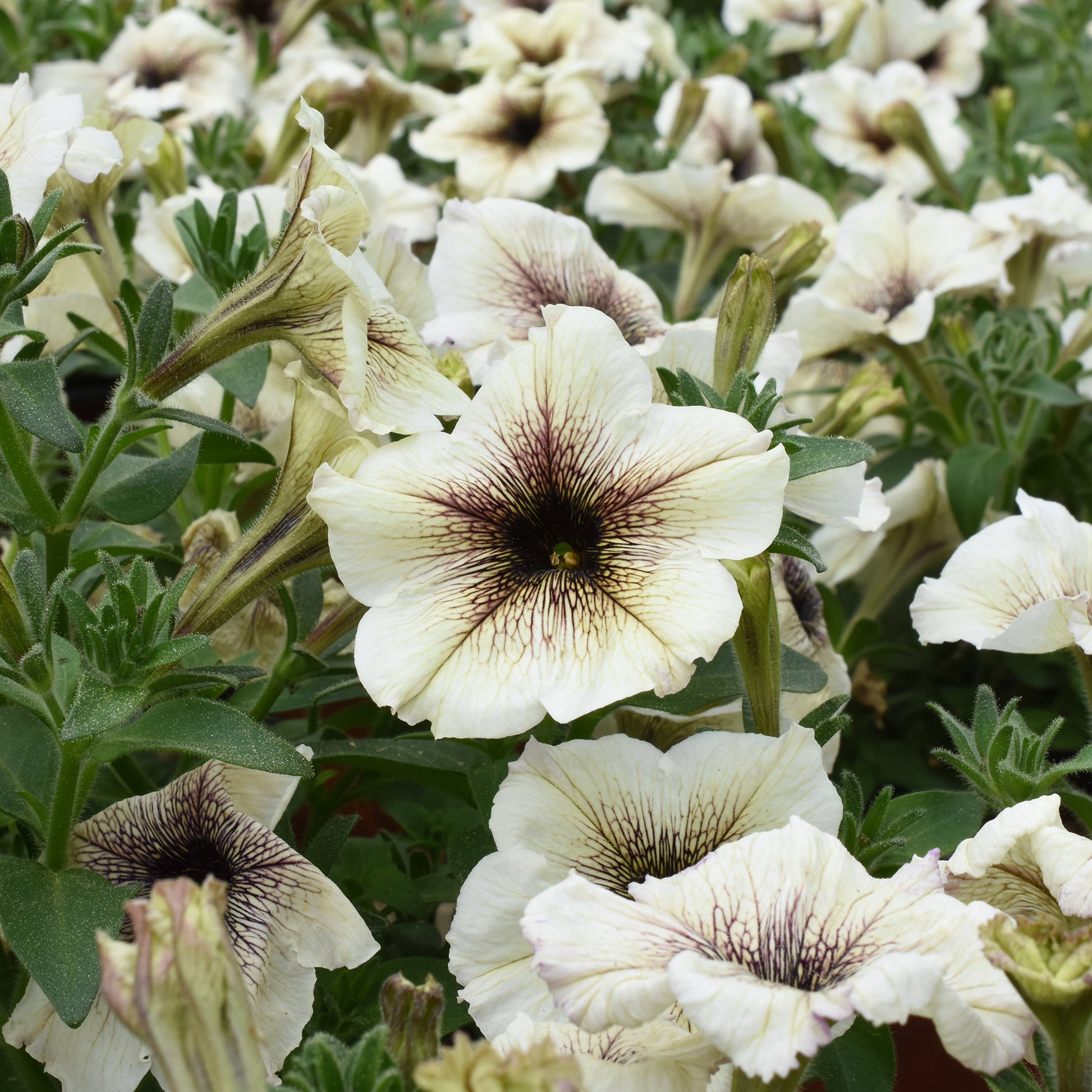 Garten-Petunie - Bakker