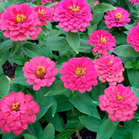 Fuchsiafarbene Zinnie - Zinnia elegans fuchsia - Bakker