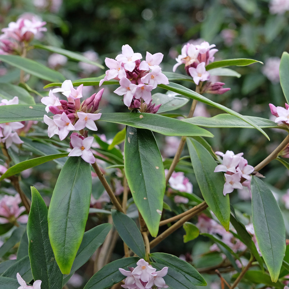 Daphne bholua Spring Beauty® - Seidelbast Spring Beauty - Blühende Sträucher