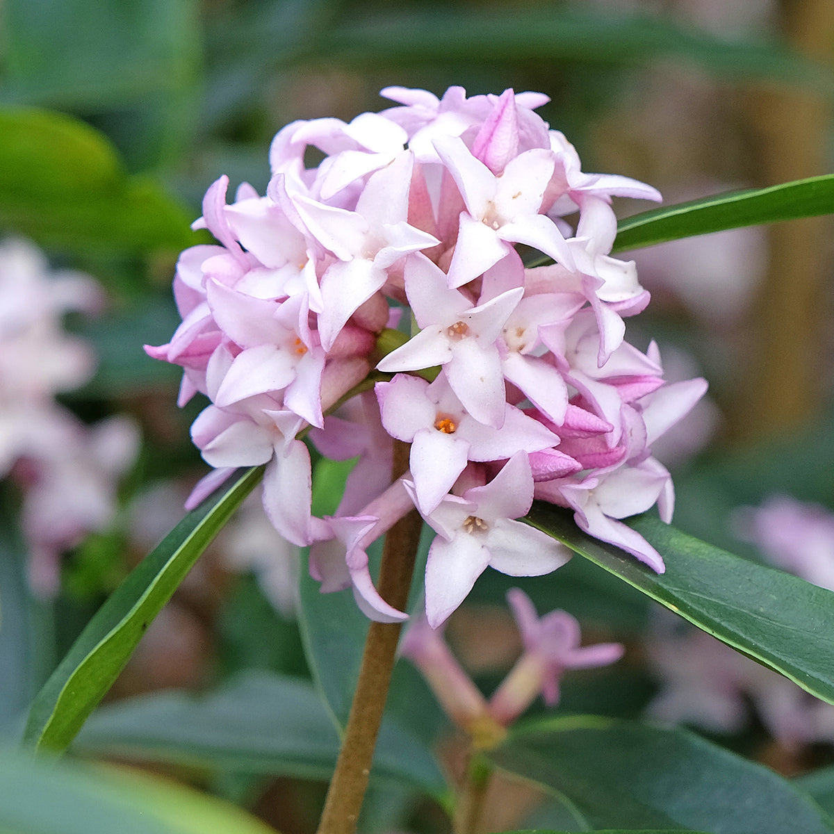 Seidelbast Spring Beauty - Daphne bholua Spring Beauty® - Bakker