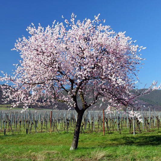 Süßmandel - Bakker