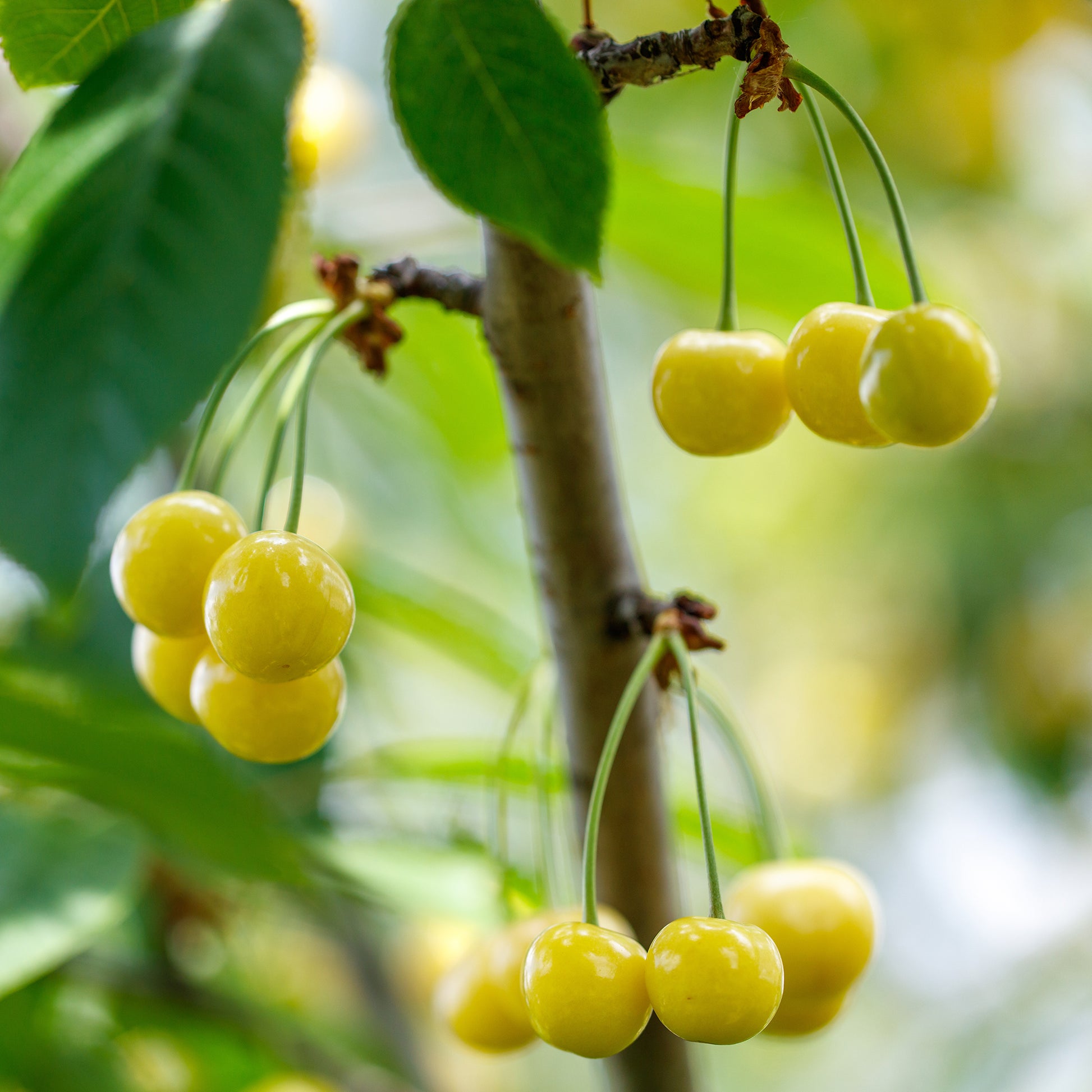 Süßkirsche Dönissens Gelbe - Bakker