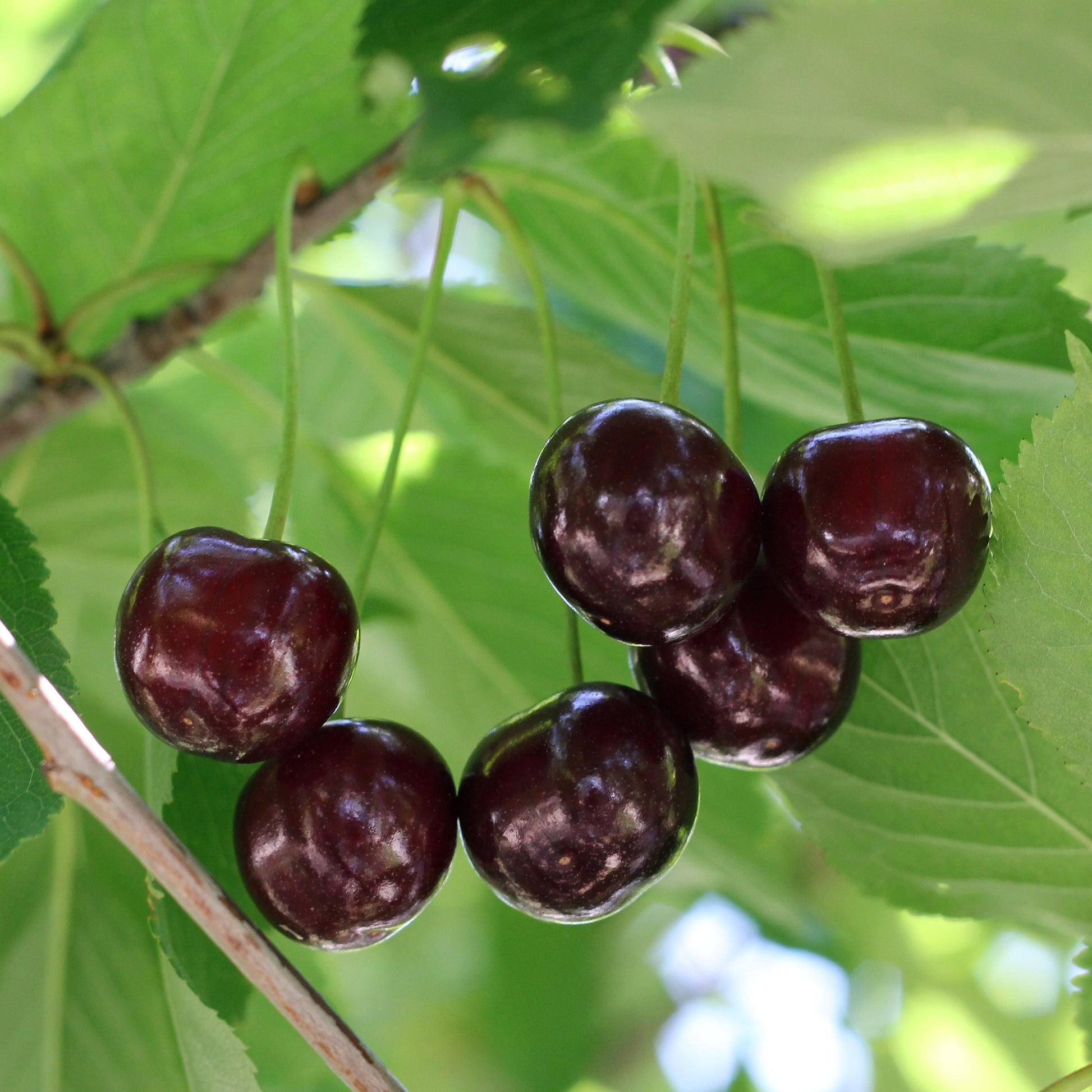 Süßkirsche Große Schwarze Knorpelkirsche - Prunus avium Große Schwarze Knorpelkirsche - Bakker