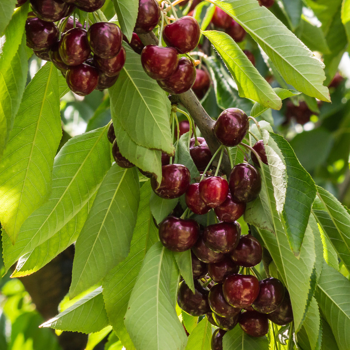 Süßkirsche Stella - Prunus avium Stella - Bakker