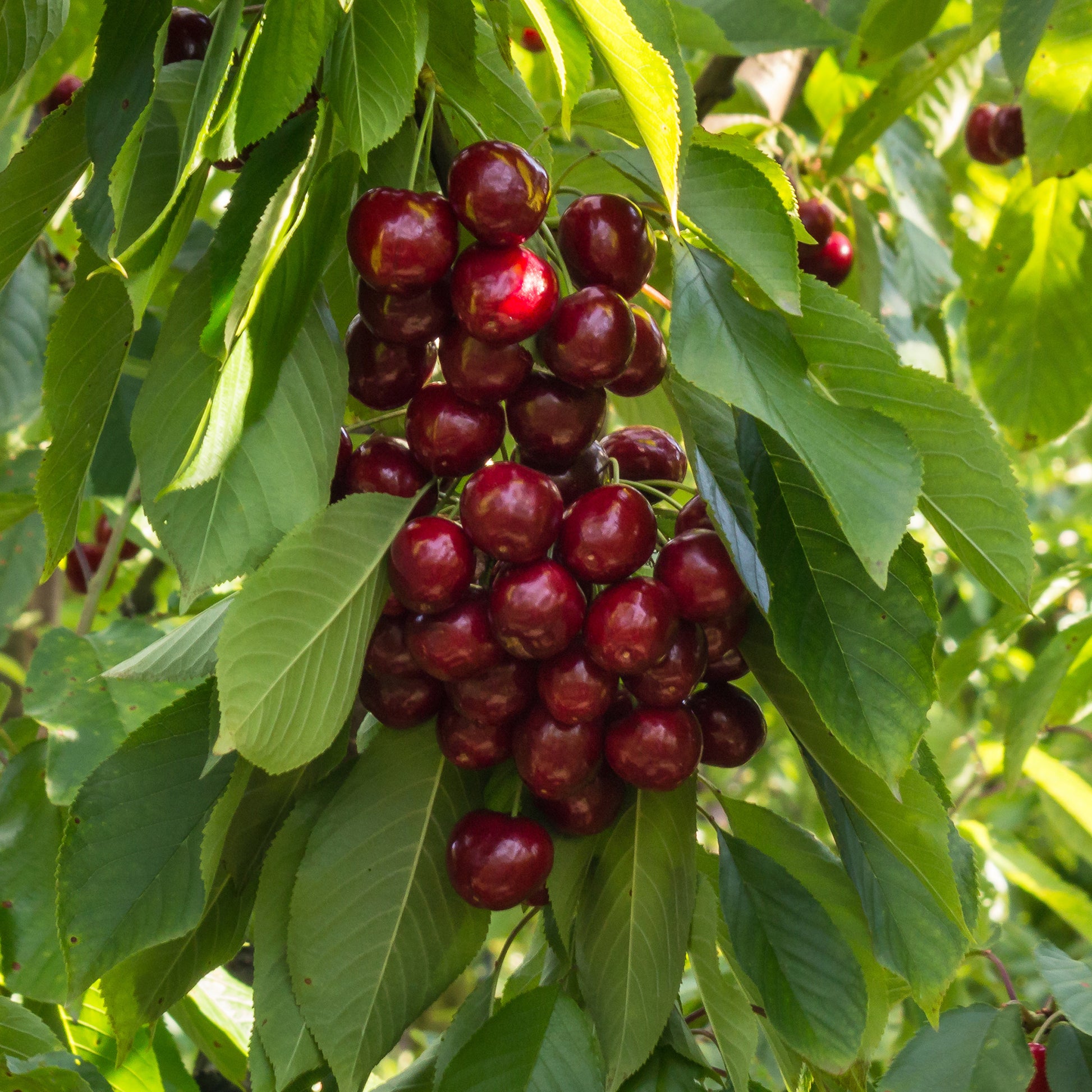 Süßkirsche Stella - Bakker