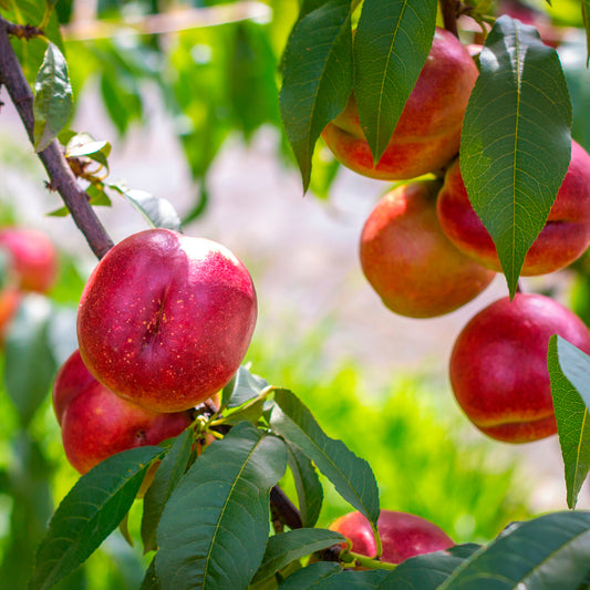 Nektarine Flavortop - Bakker