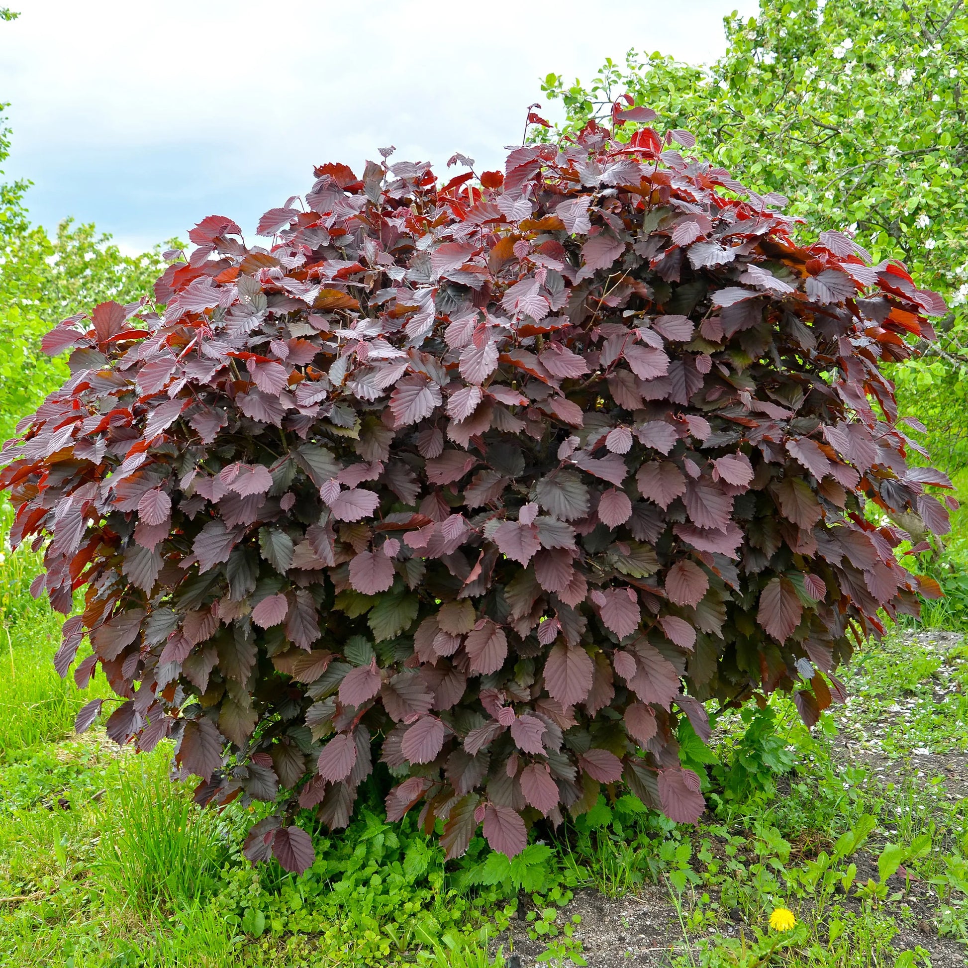 Haselnuss - Haselnuss Rotblättrige Zellernuss - Corylus maxima Rote Zellernuss