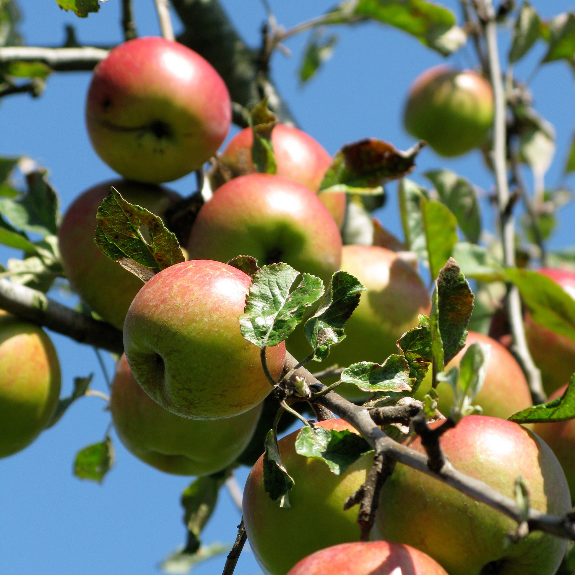 Malus domestica Braeburn - Apfel Braeburn - Apfelbäume