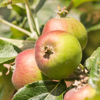 Apfel Braeburn - Bakker
