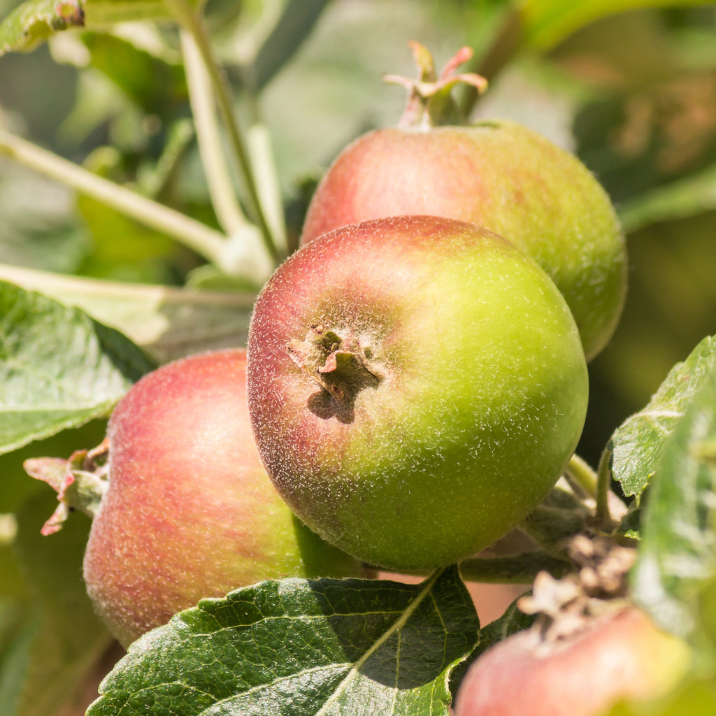 Apfel Braeburn: knackig & lagerfähig