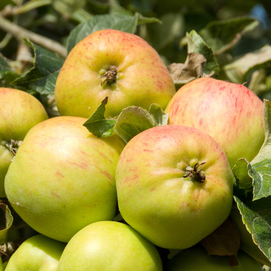 Apfel Bramleys Seedling - Bakker