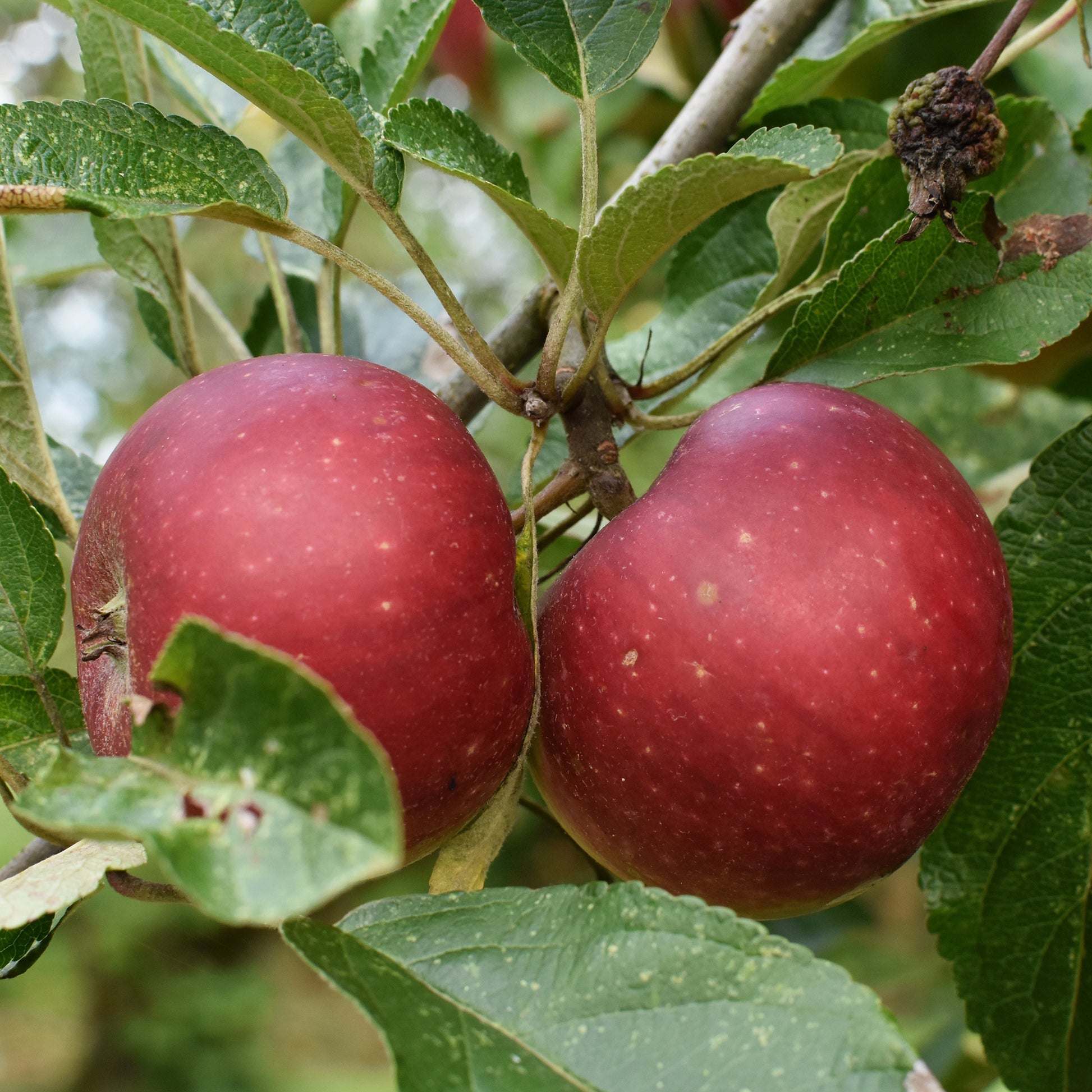 Apfel Ingrid Marie - Bakker
