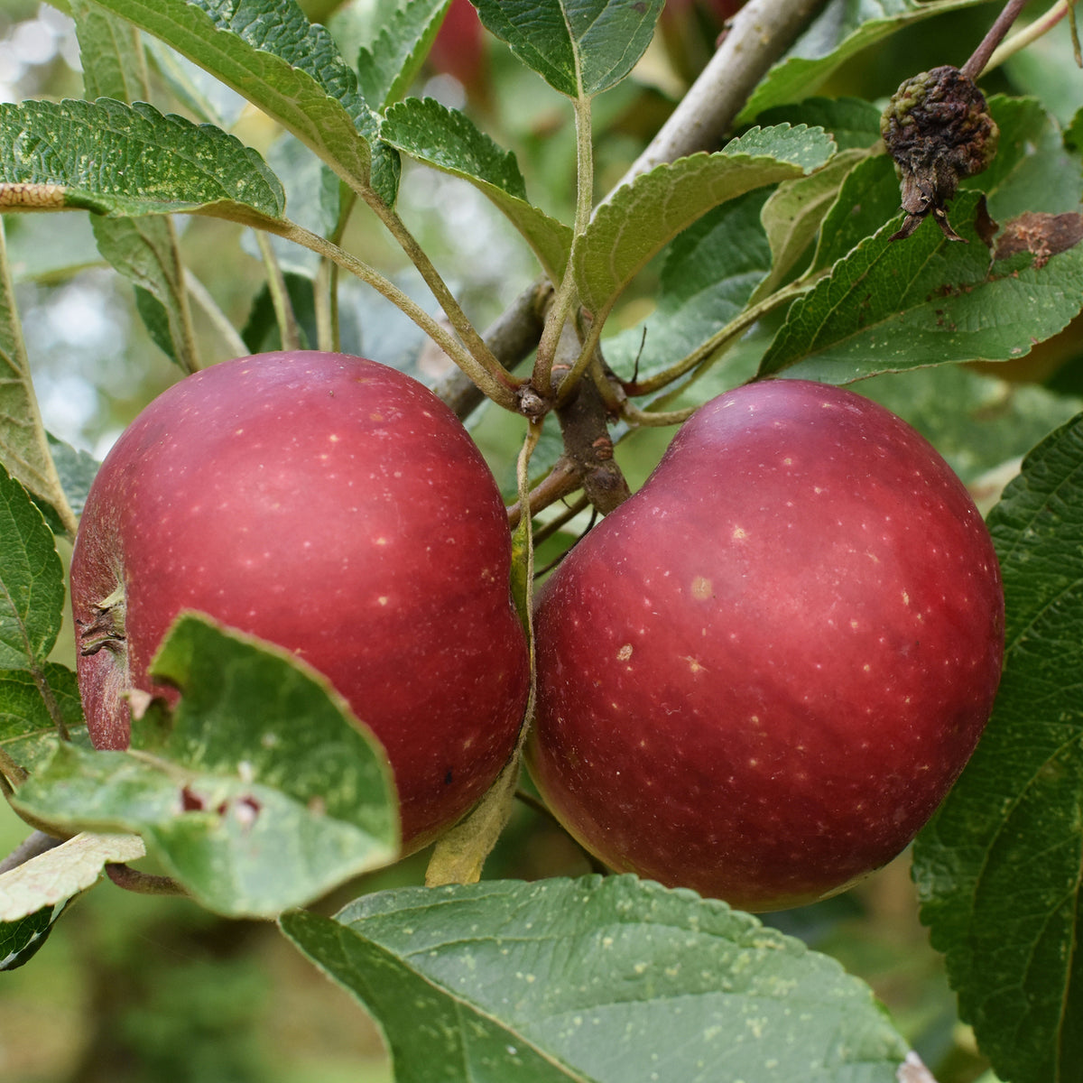Apfel Ingrid Marie - Malus domestica Ingrid Marie - Bakker